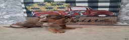 Miniature Dachshund dogs for sale: Snoopy - Ad 1