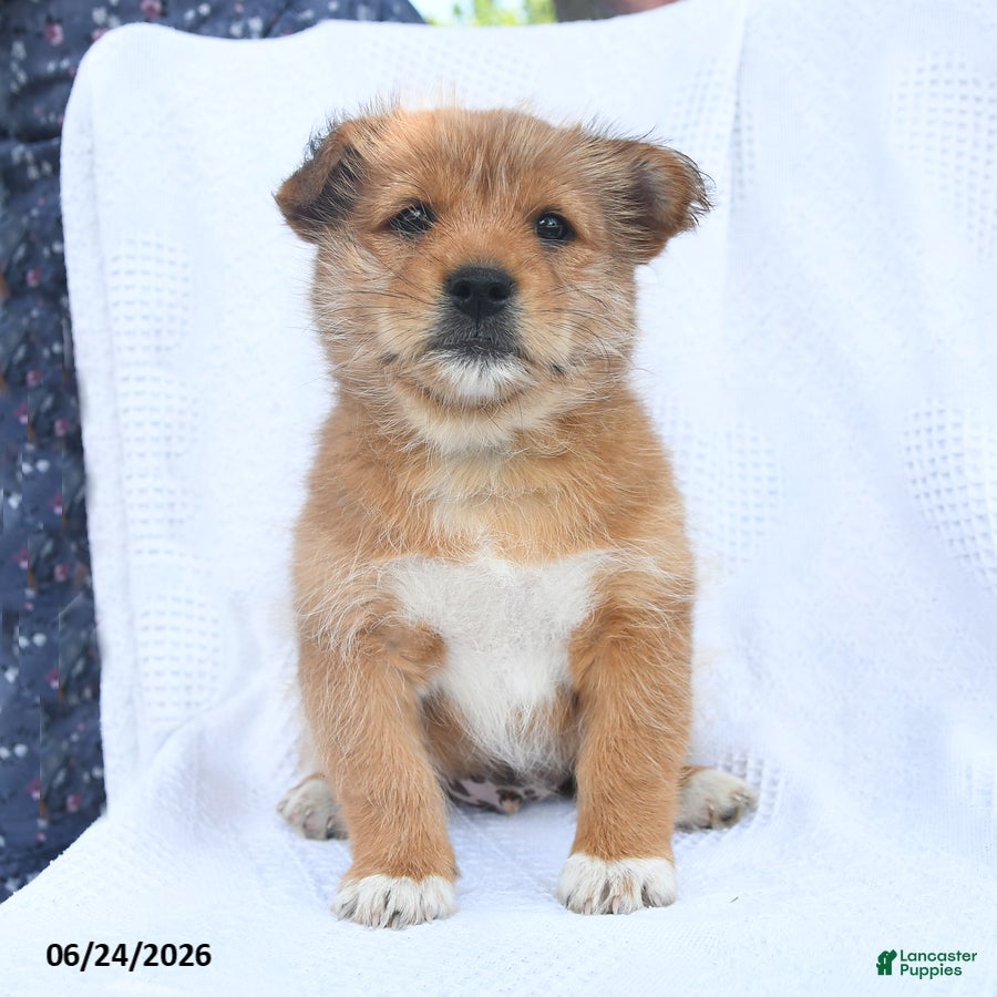 Shiba Inu dogs Ranger  - Ad 2