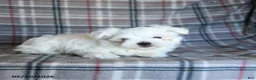 Maltese dogs for sale: Dan  - Ad 3