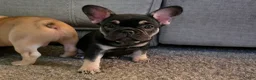French Bulldog dogs for sale: Lucy - Ad 18