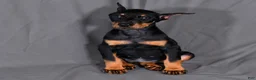 Doberman Pinscher dogs for sale: Tempra - Ad 7
