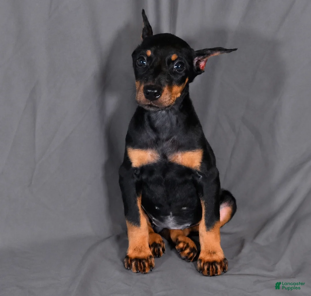 Doberman Pinscher dogs for sale: Tempra - Ad 7
