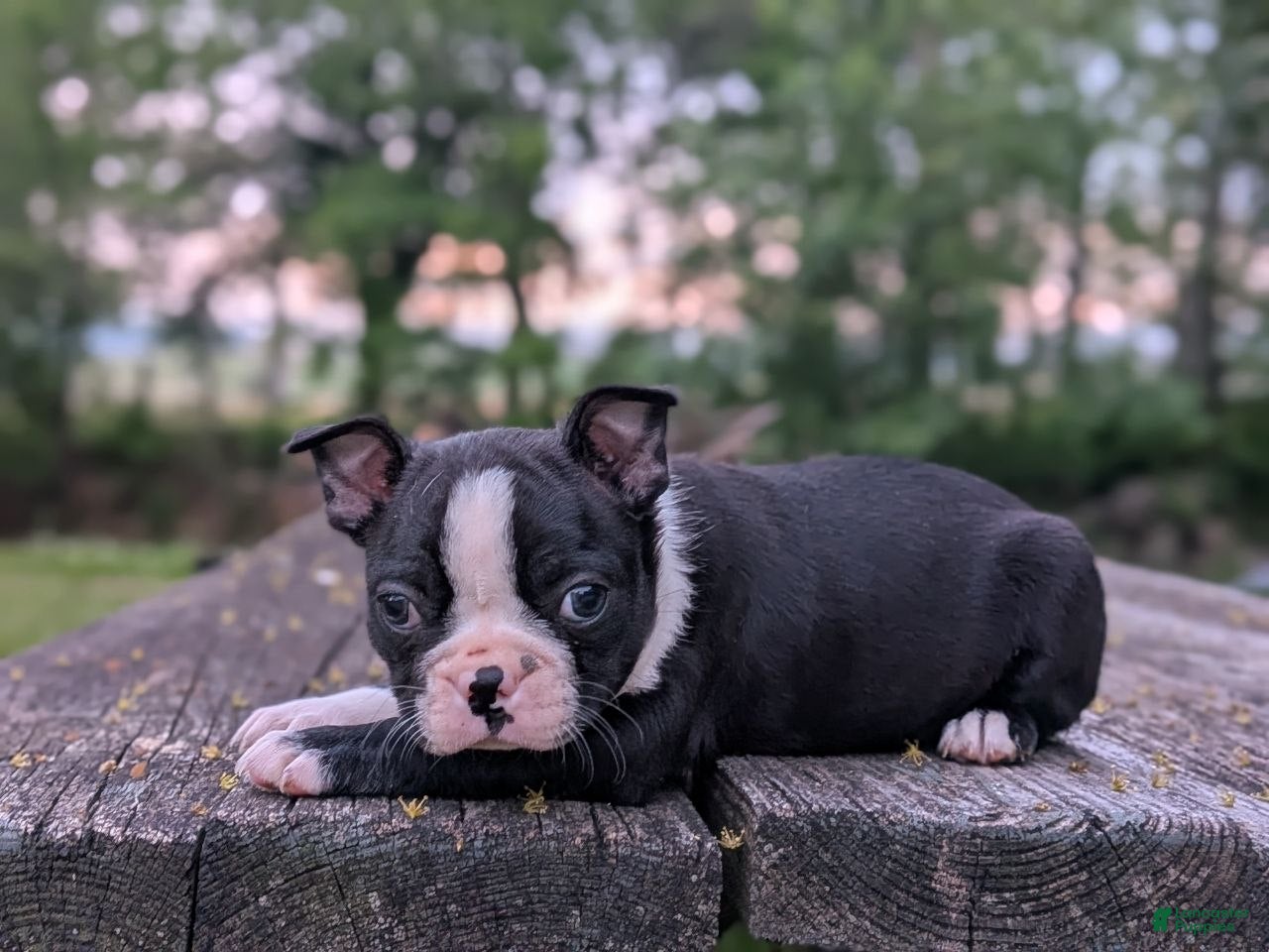 Boston Terrier dogs Polly  - Ad 1
