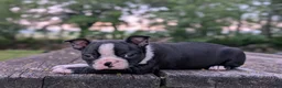 Boston Terrier dogs for sale: Polly  - Ad 1