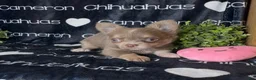 Chihuahua dogs for sale: Aspen Lavender Long Coat - Ad 3