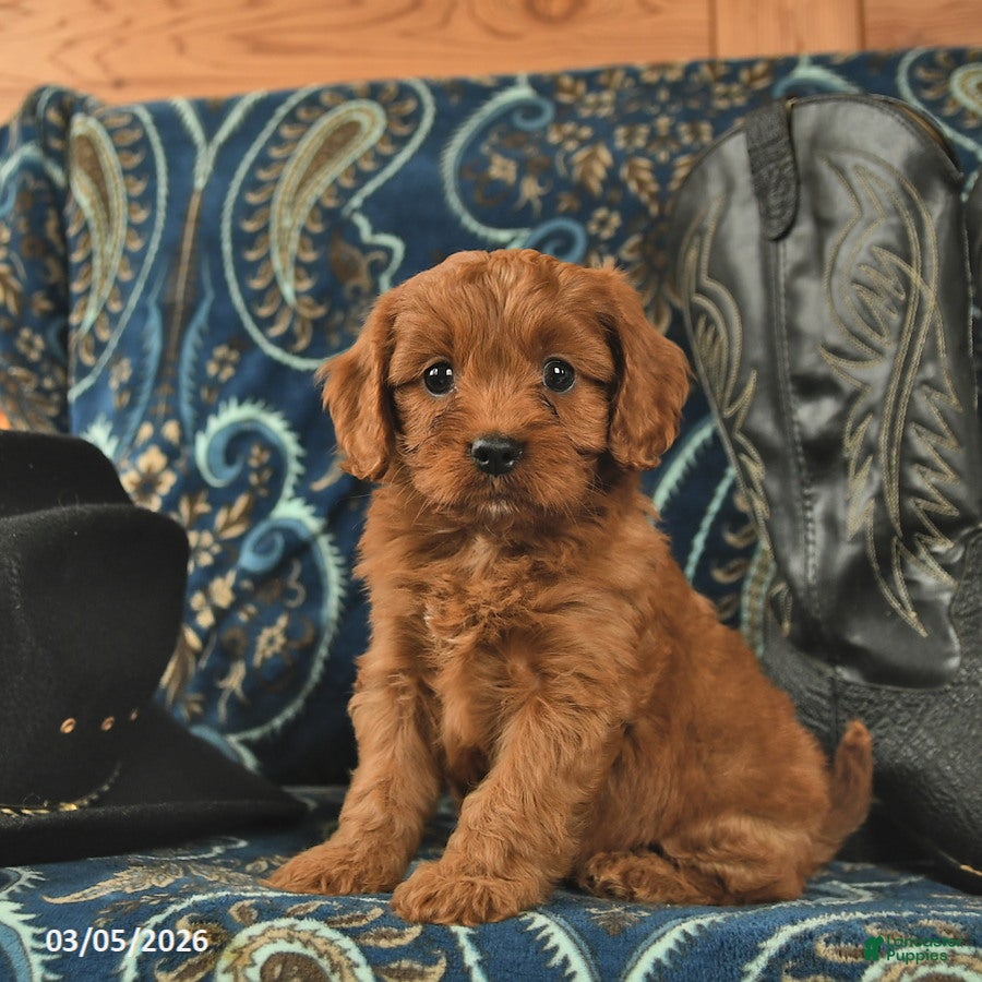 Cavapoo dogs Tinkerbell  - Ad 1