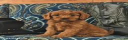 Cavapoo dogs for sale: Tinkerbell  - Ad 1