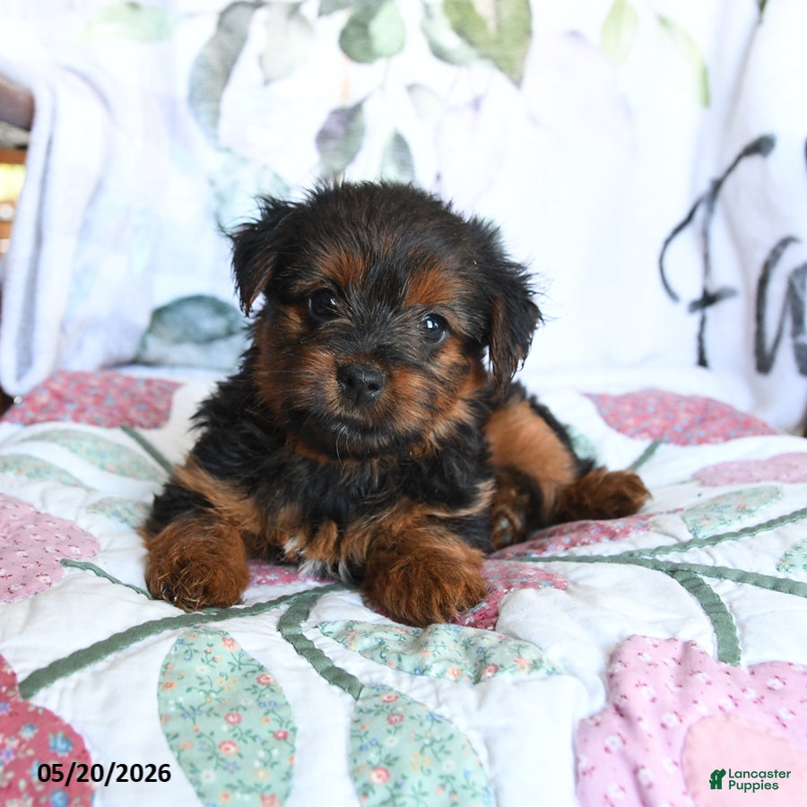 Yorkshire Terrier dogs Lacey - Ad 2