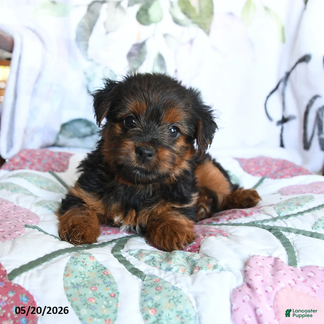 Yorkshire Terrier dogs for sale: Lacey - Ad 2