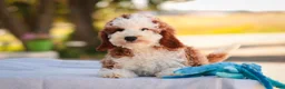 Cavapoo dogs for sale: Larry Cavapoo  - Ad 6