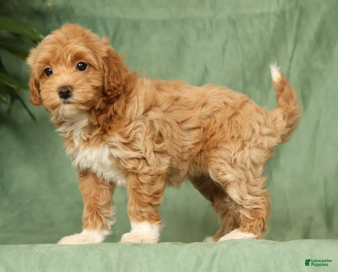 Havapoo dogs for sale: Tasha - Ad 1
