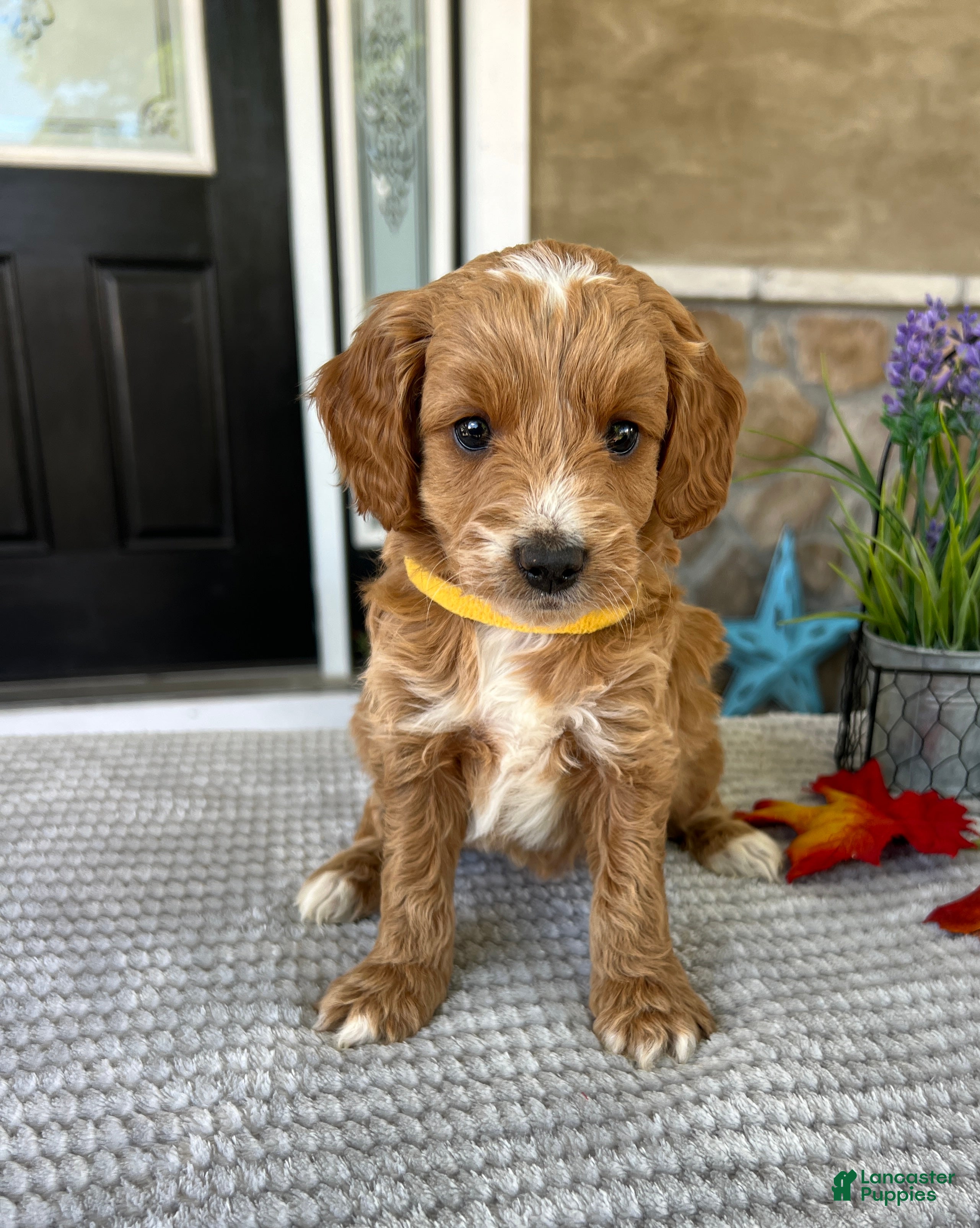 Goldendoodle dogs Lily - Ad 1