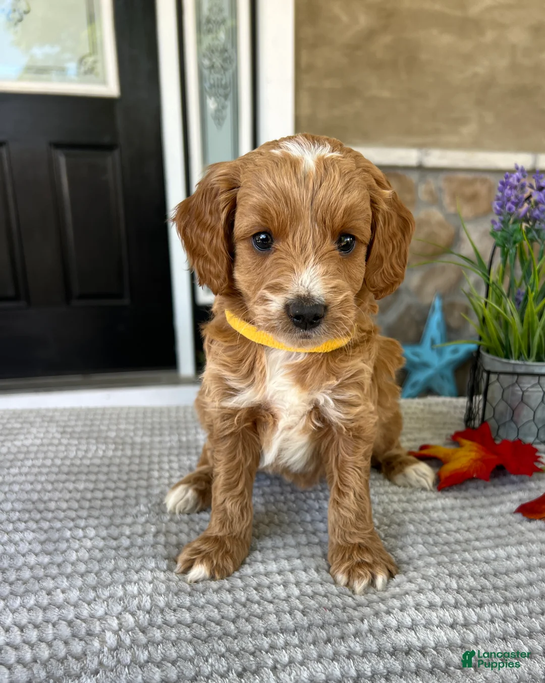 Goldendoodle dogs for sale: Lily - Ad 1