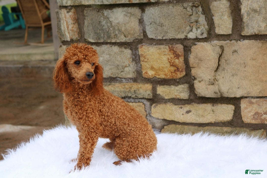 Goldendoodle dogs for sale: Patty-medium size  - Ad 13