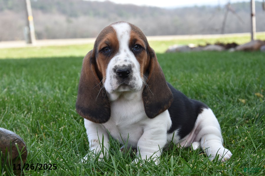 Basset Hound dogs Patrick - Ad 5