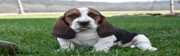 Basset Hound dogs for sale: Patrick - Ad 1
