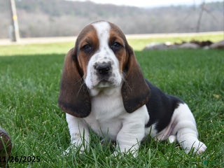 Basset Hound dogs Patrick - Ad 10