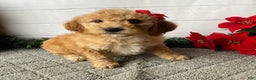 Mini Goldendoodle dogs for sale: Wonder - Ad 2