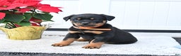 Rottweiler dogs for sale: Titan - Ad 2