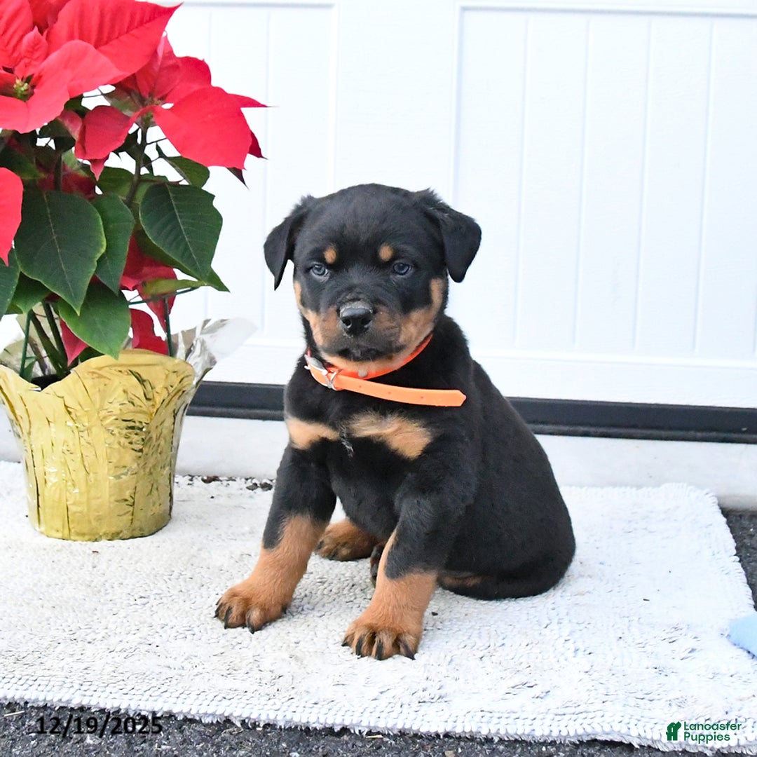 Rottweiler dogs for sale: Titan - Ad 2