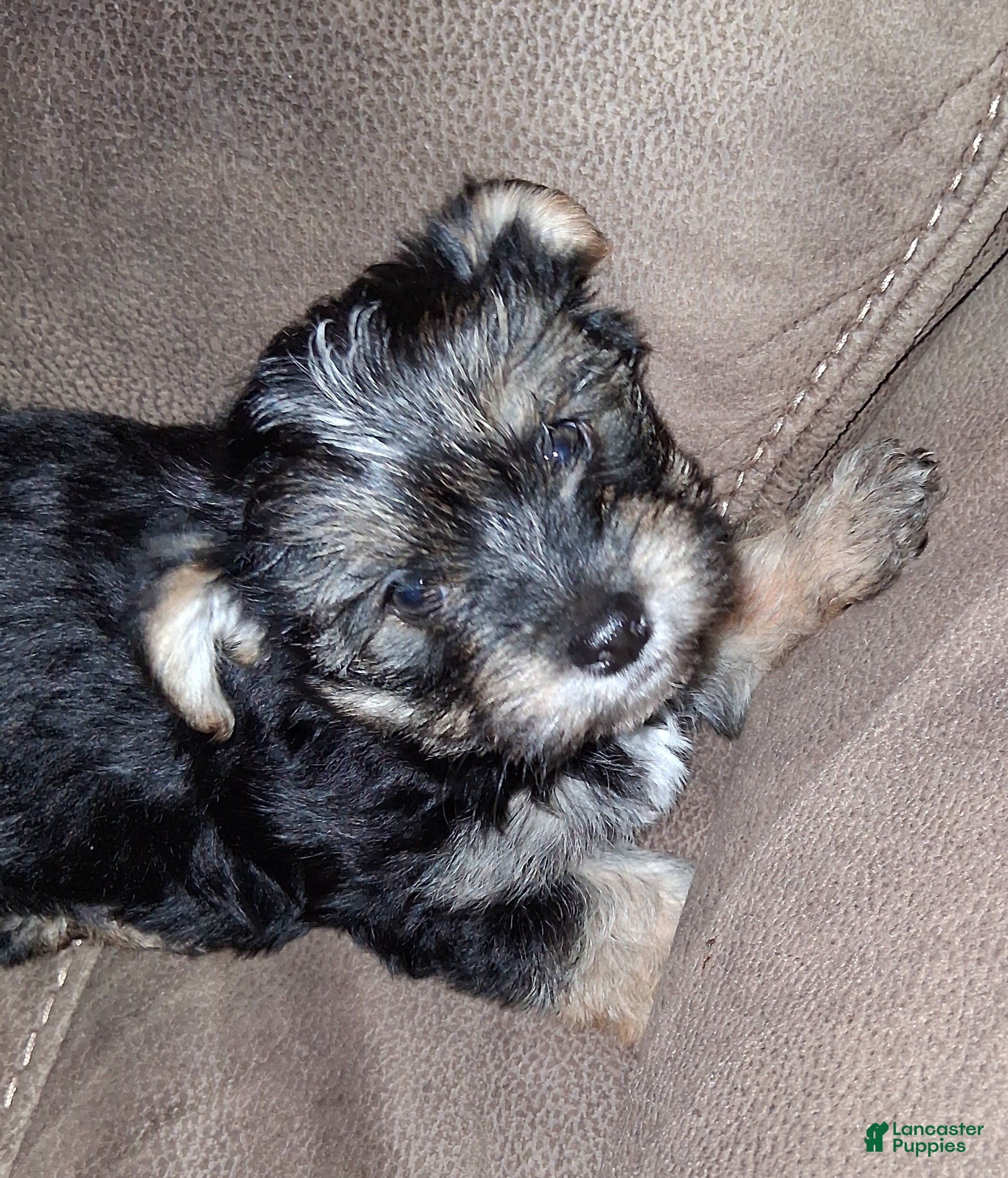 Morkie dogs Morkie Puppy 2 - Ad 38