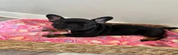 French Bulldog dogs for sale: Raquel - Ad 2