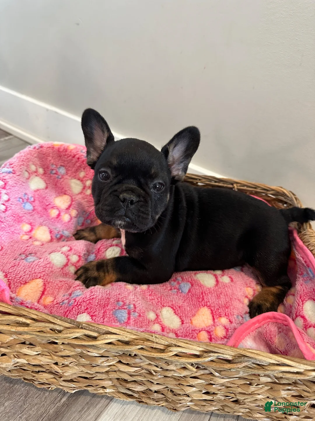 French Bulldog dogs for sale: Raquel - Ad 2
