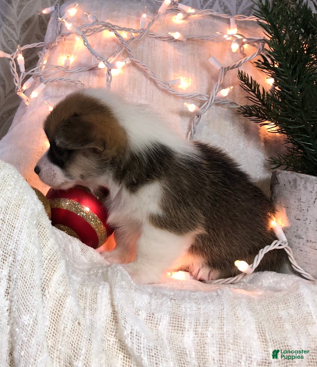 Welsh Corgi Pembroke dogs for sale: Jon - Ad 6