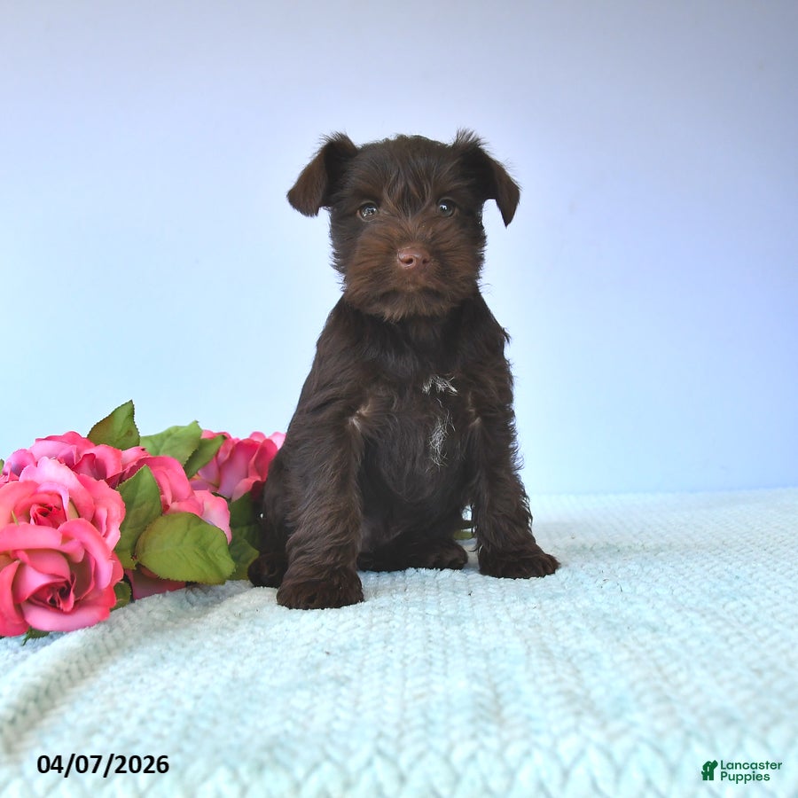 Miniature Schnauzer dogs Marshmallow - Ad 1