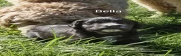 Mini Goldendoodle dogs for sale: Mountain Goldendoodle - Bella - Ad 5