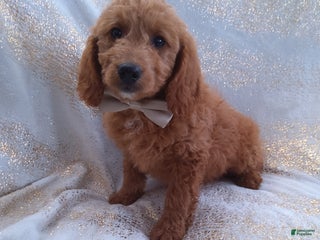 Mini Goldendoodle dogs - Ad 39