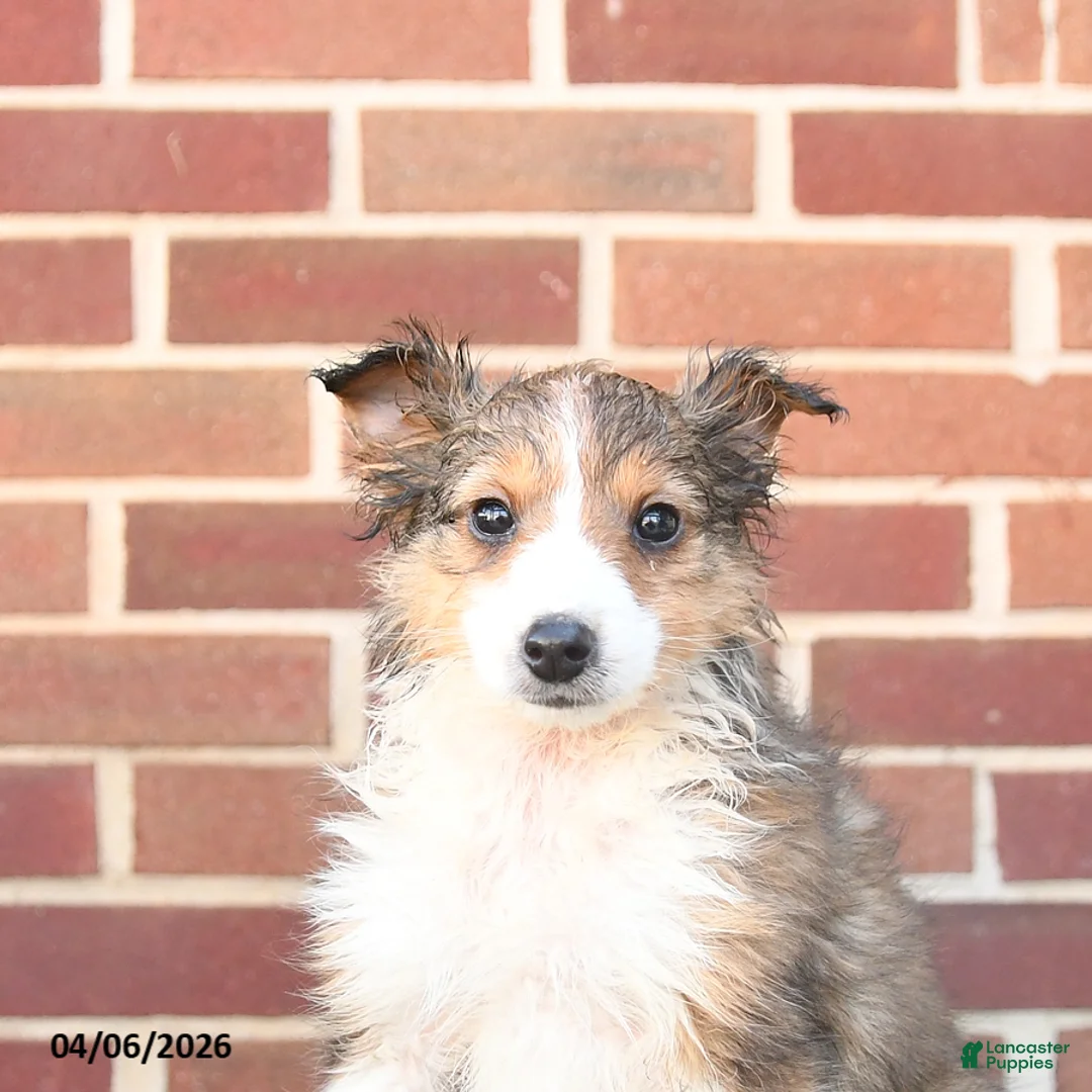 Sheltiedoodle dogs for sale: Paddington - Ad 2