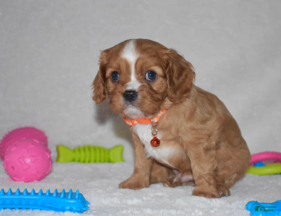 Cavalier King Charles Spaniel dogs for sale: Piper - Ad 7