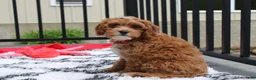 Cockapoo dogs for sale: Freddy  - Ad 8