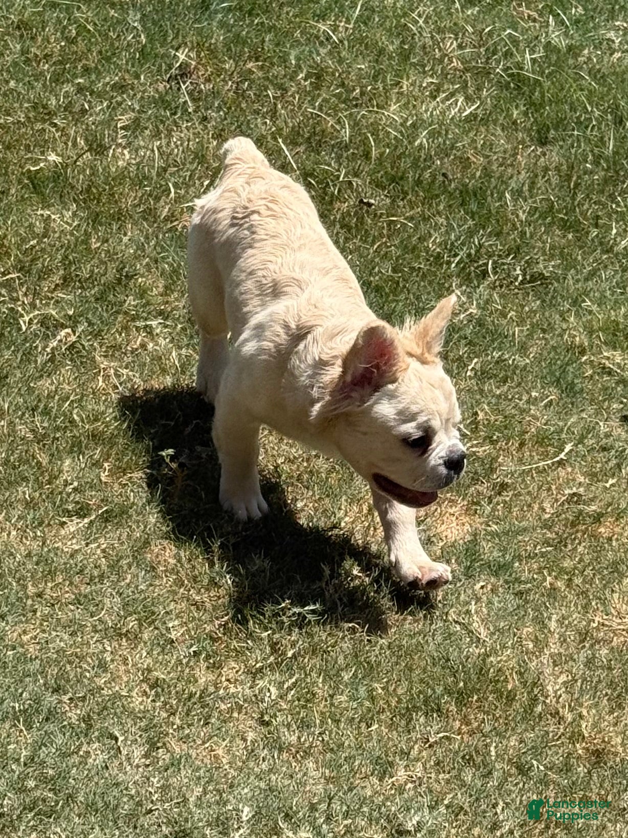 French Bulldog dogs Hendrix - Ad 1