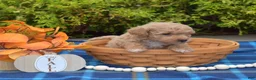 Bichpoo dogs for sale: Pumpkin Patch - Ad 3