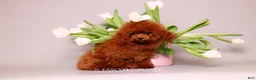 Toy Poodle dogs for sale: Darling  - Ad 3