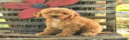 Havapoo dogs for sale: Tucker - Ad 4