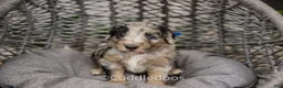 Sheepadoodle dogs for sale: Lotus - Ad 3