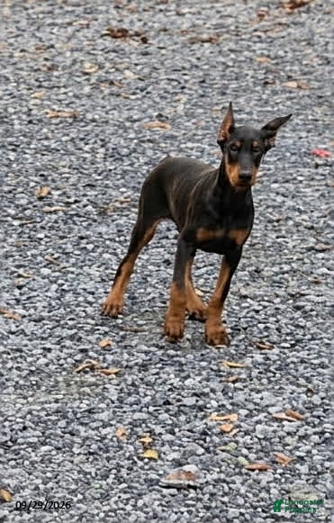 Doberman Pinscher dogs Ranger - Ad 1