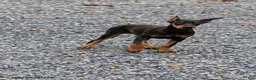 Doberman Pinscher dogs for sale: Ranger - Ad 1