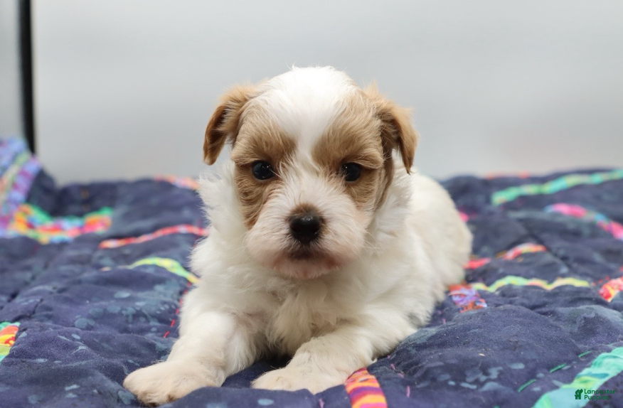 Maltipoo dogs Red & white male - Ad 2