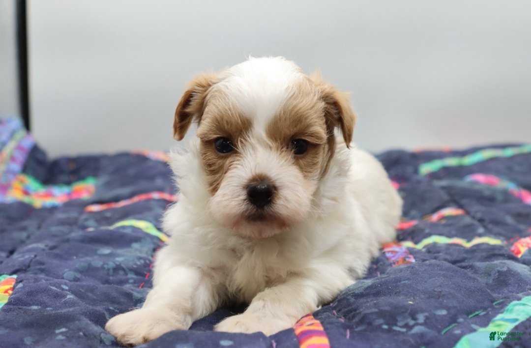 Maltipoo dogs for sale: Red & white male - Ad 2