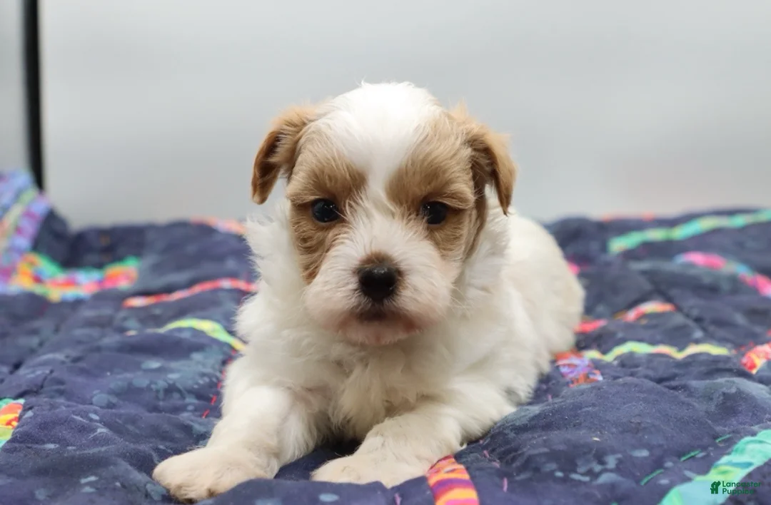 Maltipoo dogs for sale: Red & white male - Ad 2