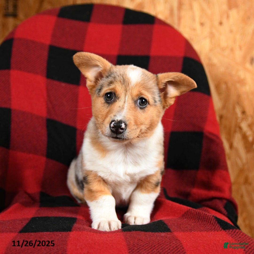Welsh Corgi Pembroke dogs for sale: Kiwi - Ad 4