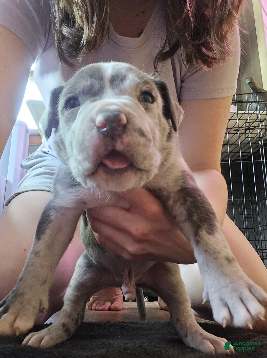 American Bully dogs for sale: American Bully Puppy 1 - Ad 2