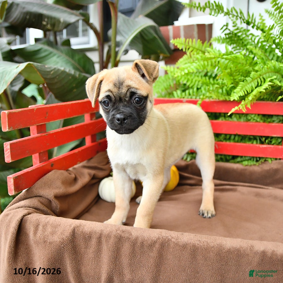 Mixed Breed dogs Daisy - Ad 2