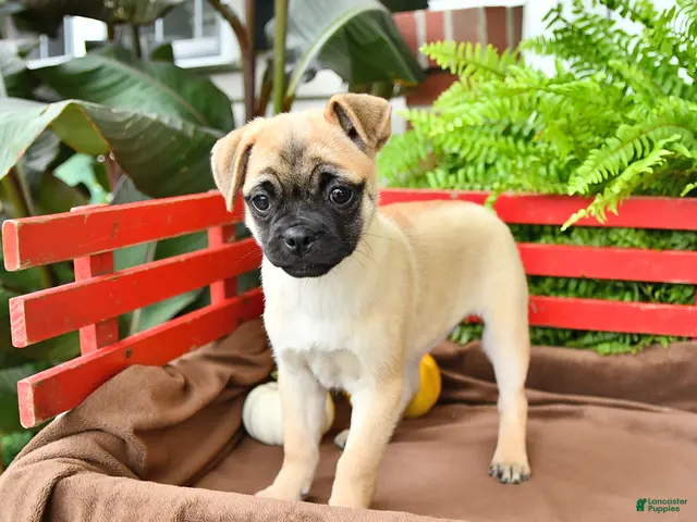 Mixed Breed dogs Daisy - Ad 2