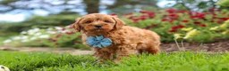 Cavapoo dogs for sale: Nash - Ad 2