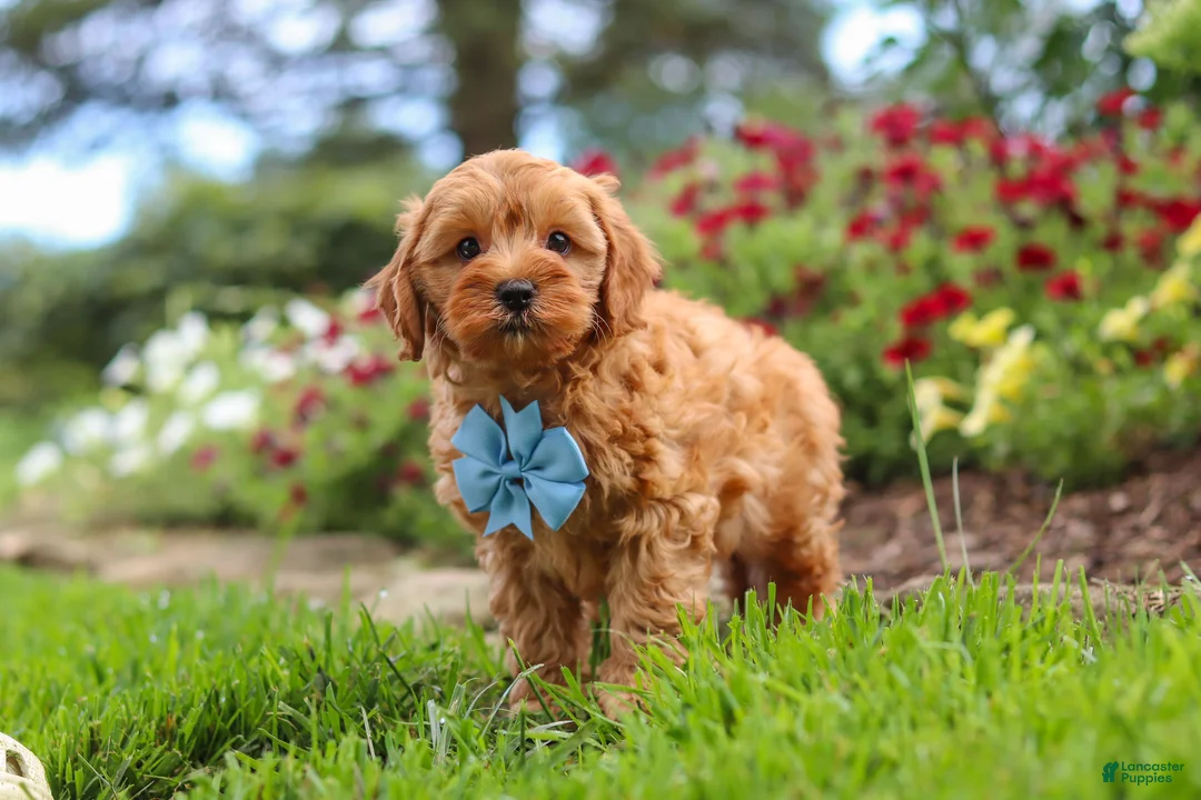 Cavapoo dogs for sale: Nash - Ad 2